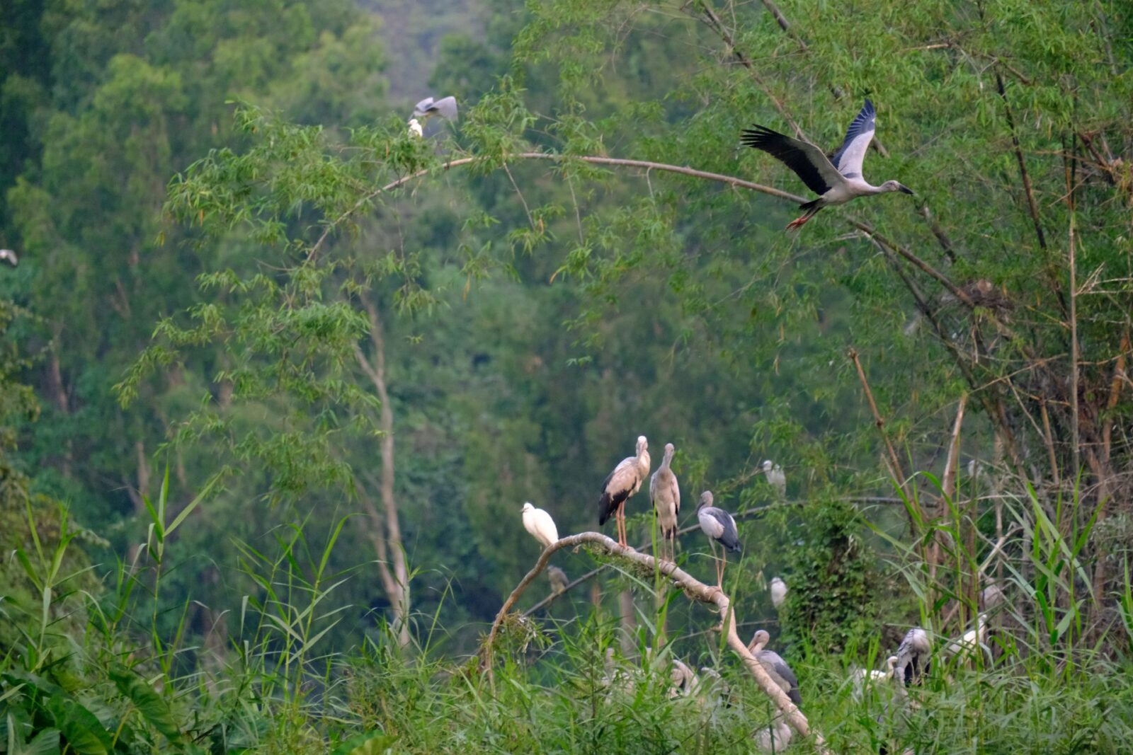 Thung Nham Bird Park