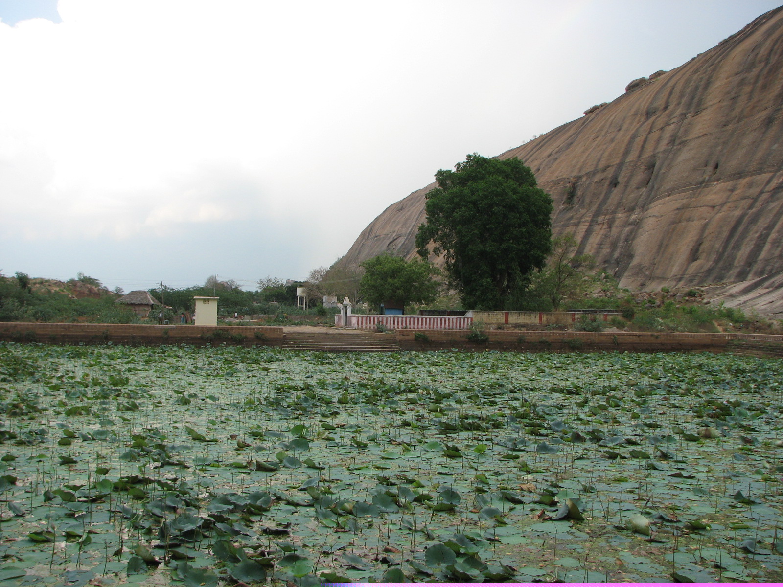 Temple tank covered with lotus leaves beneath a rocky hill in rural Tamil Nadu
