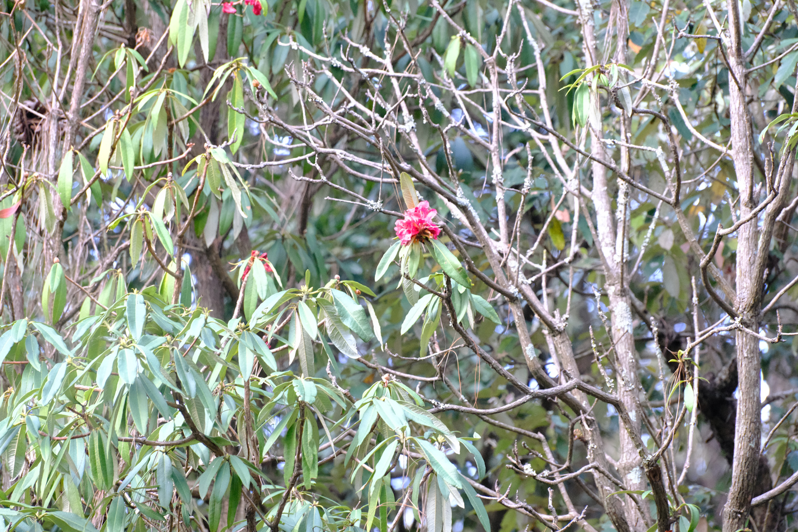 Sattal Solo: Between Sounds, Sightings and Stillness
